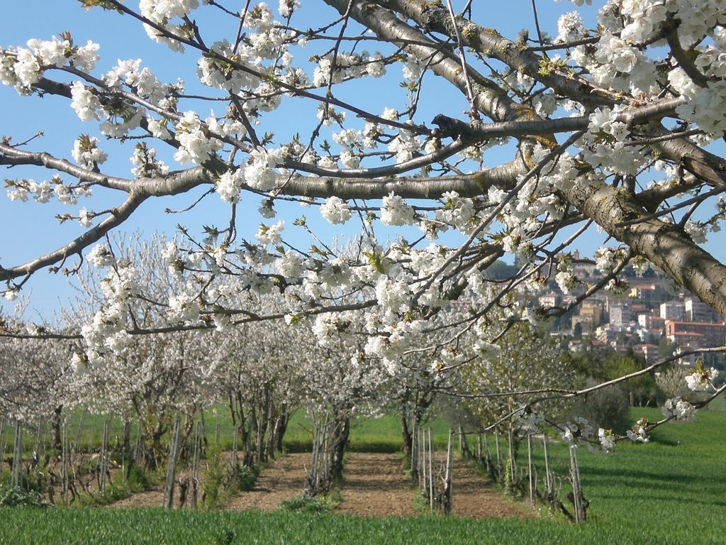 I Ciliegi Panzió Osimo Kültér fotó