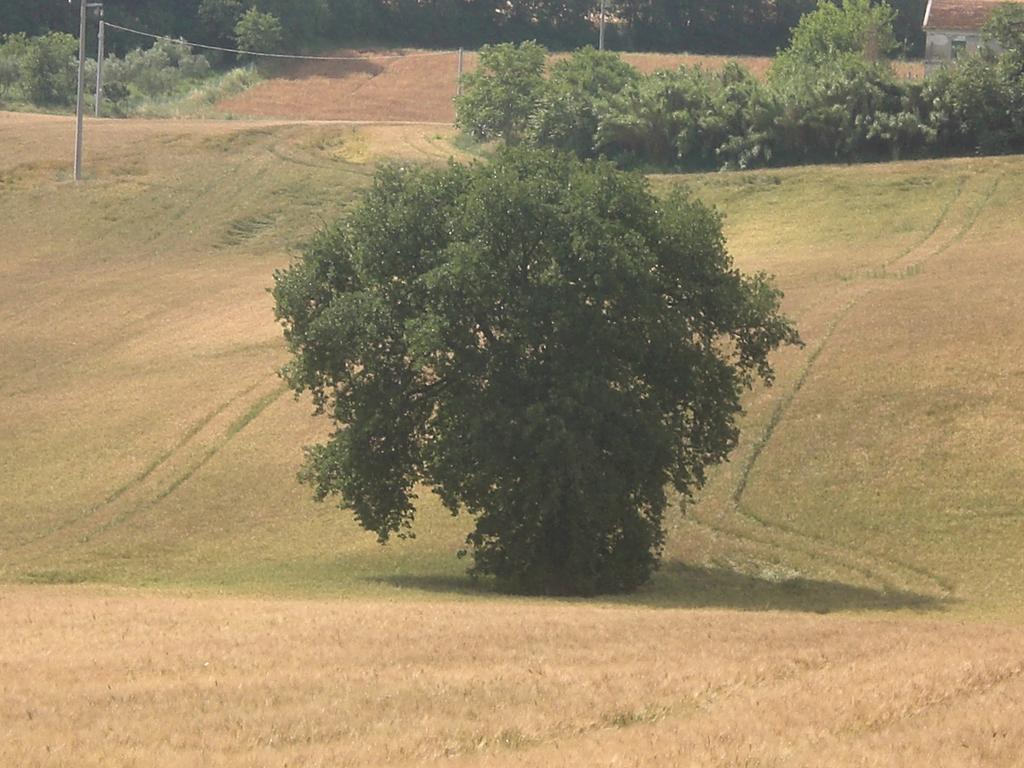 I Ciliegi Panzió Osimo Kültér fotó