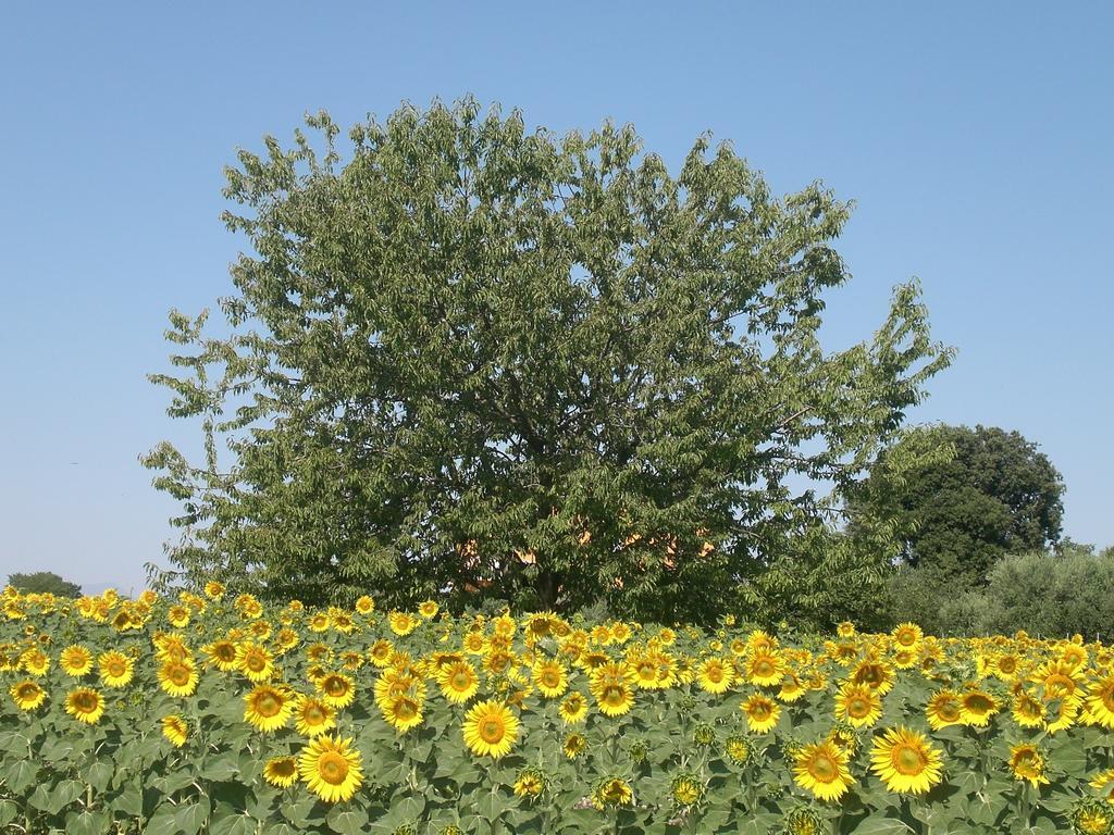 I Ciliegi Panzió Osimo Kültér fotó