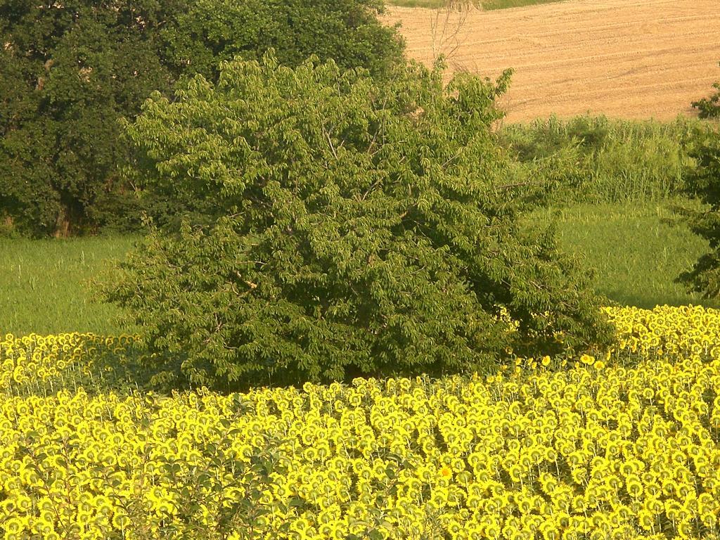 I Ciliegi Panzió Osimo Kültér fotó