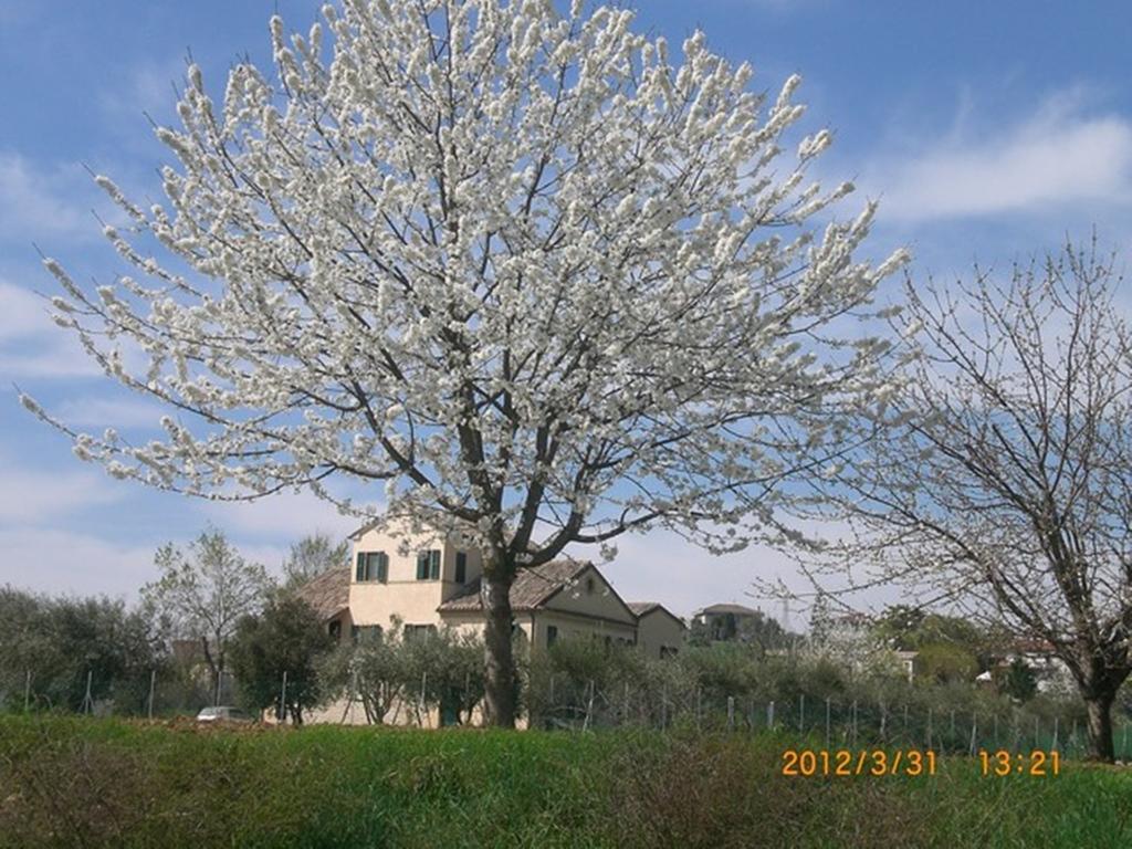 I Ciliegi Panzió Osimo Kültér fotó
